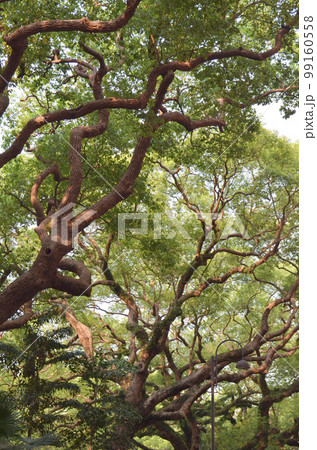 the big tree , sie by the Haiphong Road , hk 2013 May 11 the big tree , sie by the Haiphong Road , hk 2013 May 11 99160558