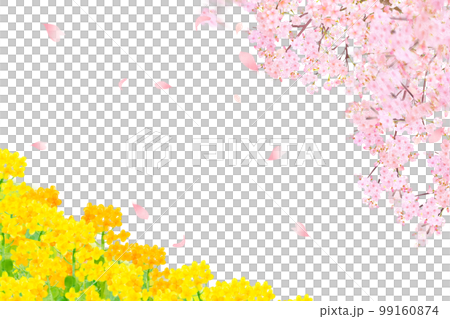 White background frame of spring cherry blossoms with beautiful and gorgeous petals scattered on the riverbed where rape blossoms bloom 99160874