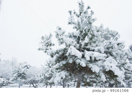 雪景色の高野槙（コウヤマキ） 99161566