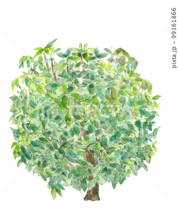 花が咲く前の樒（シキミ）の木のイラスト【手描き水彩画】白バック 透過背景 99161866