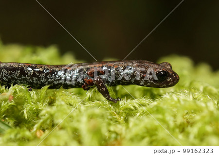 Closeup on the rare and endangered Oregon slender salamander, Batrachoseps wrighti from Columbia river 99162323