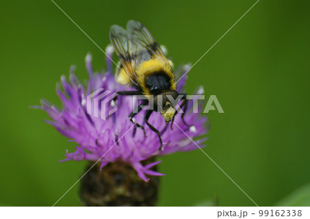 Closeup on a bumblee mimicking plumehorn hoverfly, Volucella plumifrons sitting on a purple knapweed flower 99162338