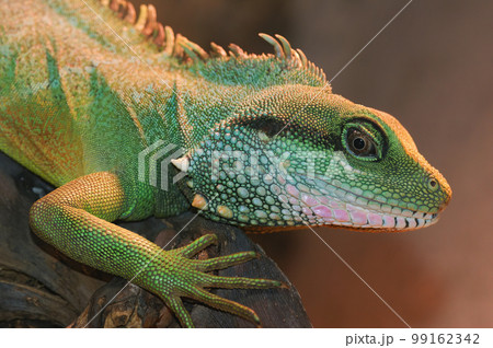 Closeup on a Chinese water dragon, Physignathus cocincinus, sitting in a terrarium 99162342