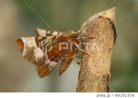 Closeup on the Purple thorn geometer moth, Selenia tetralunaria, sitting on wood with open wings Closeup on the Purple thorn geometer moth, Selenia tetralunaria, sitting on wood with open wings 99162356