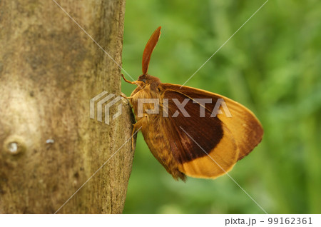Closeup on the colorful orange brown Oak eggar moth, Lasiocampa quernus, sitting on wood Closeup on the colorful orange brown Oak eggar moth, Lasiocampa quernus, sitting on wood 99162361