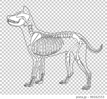 犬の骨格　ふちどりあり 99162553