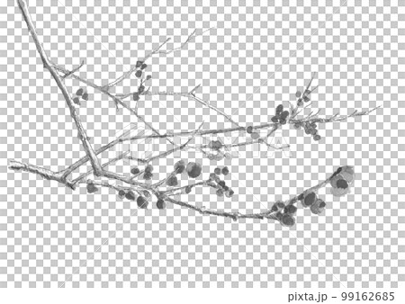 分枝多香果（冬梅）的單調插圖[水墨畫風格水彩畫]白色背景複製空間 99162685