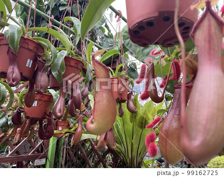 nepenthes diatas lady luck bloody mary flower plant pots 99162725