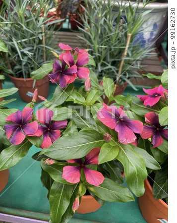 tattoo papaya vinca flowers green leaf plants in pots tattoo papaya vinca flowers green leaf plants in pots 99162730