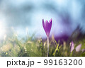 Purple crocus as the first sign of spring 2023 in Germany 99163200
