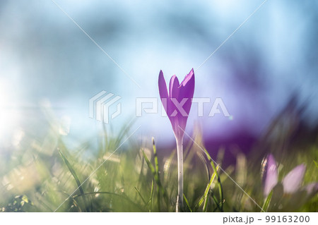 Purple crocus as the first sign of spring 2023 in Germany Purple crocus as the first sign of spring 2023 in Germany 99163200