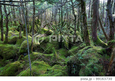 長野県 白駒池 原生林と苔の森 長野県 白駒池 原生林と苔の森 99163730