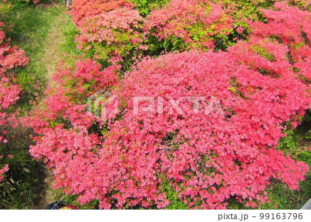 山ツツジの群落 99163796