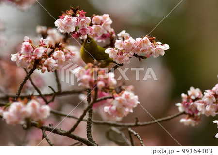 寒桜の蜜を吸うメジロ 鎌倉鶴岡八幡宮 寒桜の蜜を吸うメジロ 鎌倉鶴岡八幡宮 99164003