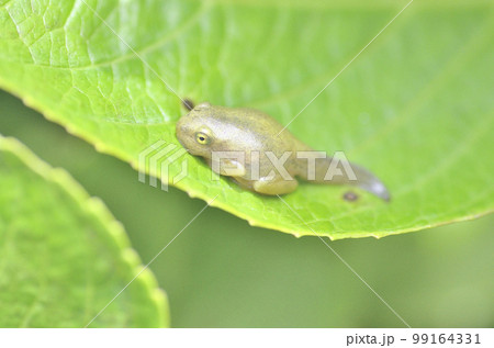 変態中の尻尾が生えたアマガエル 99164331