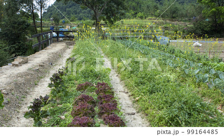 野菜 ベジタブル 青菜 99164485