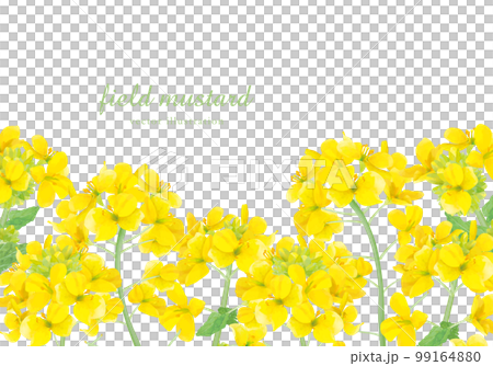 Real touch rape blossom background frame 99164880