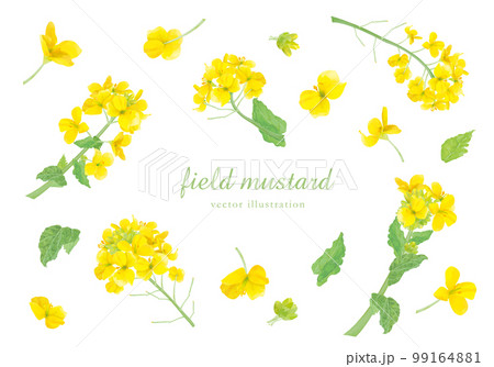 リアルタッチの菜の花のパーツ素材セット リアルタッチの菜の花のパーツ素材セット 99164881