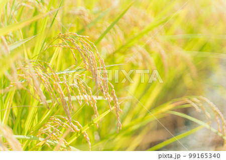 稲穂 稲穂 99165340
