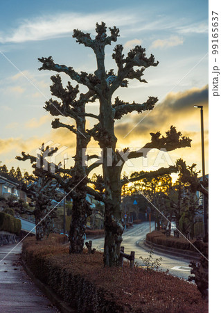 雨上がりの住宅街真冬の夜明け　バス通りの街路樹と朝焼けの空 99165637