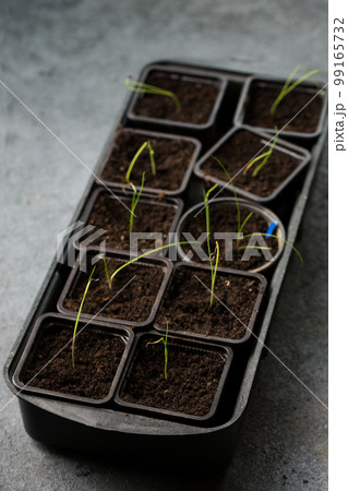 Small onion sprouts in pots Small onion sprouts in pots 99165732