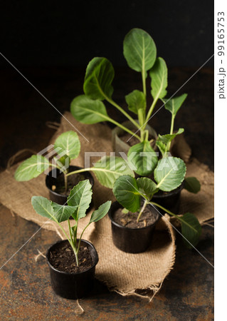 cabbage seedlings in small containers on a dark background cabbage seedlings in small containers on a dark background 99165753