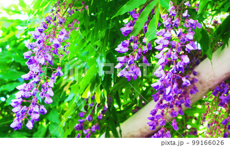 藤の花のある風景 99166026