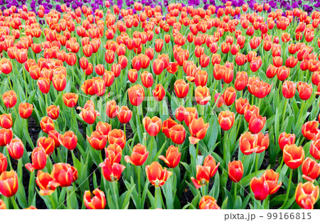 Red tulip field in winter 99166815