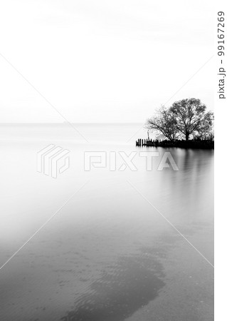 湖上の樹 99167269