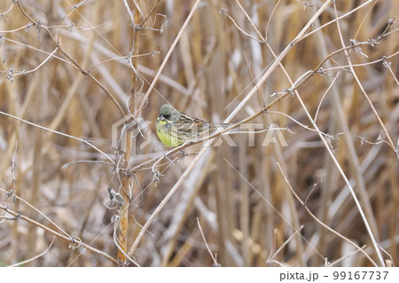 枯れた葦原に潜むアオジ　野鳥 99167737