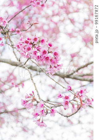 Beautiful Wild Himalayan Cherry Blooming pink Prunus cerasoides flowers at Phu Lom Lo Loei and Phitsanulok of Thailand Beautiful Wild Himalayan Cherry Blooming pink Prunus cerasoides flowers at Phu Lom Lo Loei and Phitsanulok of Thailand 99167872