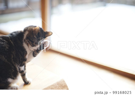 雪の降り積もった庭を背景に顔を洗うキジ猫 雪の降り積もった庭を背景に顔を洗うキジ猫 99168025