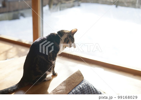 雪の降り積もった庭を背景に顔を洗うキジ猫 雪の降り積もった庭を背景に顔を洗うキジ猫 99168029