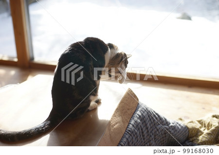 雪の降り積もった庭を背景に顔を洗うキジ猫 99168030