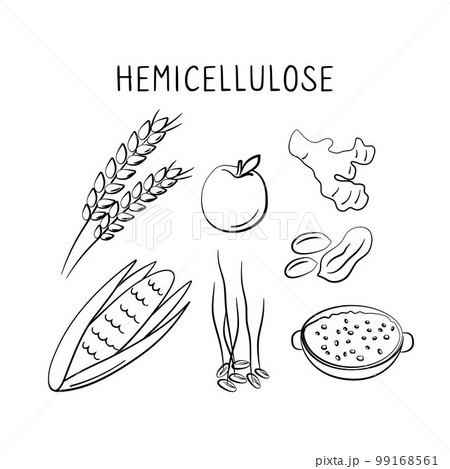 Hemicellulose-containing food. Groups of healthy products containing vitamins and minerals. Set of fruits, vegetables, meats, fish and dairy. Hemicellulose-containing food. Groups of healthy products containing vitamins and minerals. Set of fruits, vegetables, meats, fish and dairy. 99168561