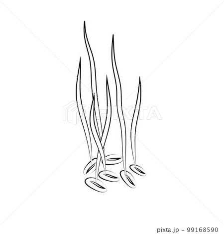 Sprouted wheat seeds. Germinated wheat icon sign. Plant illustration 99168590