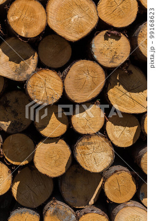 Freshly cut tree logs Freshly cut tree logs 99168623