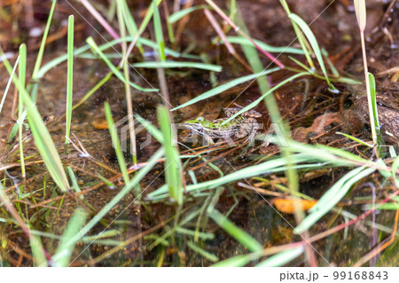 Mascarene grass frog, Ptychadena mascareniensis, Ambalavao, Andringitra National Park, Madagascar wildlife 99168843
