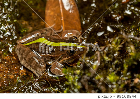 Mascarene grass frog, Ptychadena mascareniensis, Ambalavao, Andringitra National Park, Madagascar wildlife 99168844