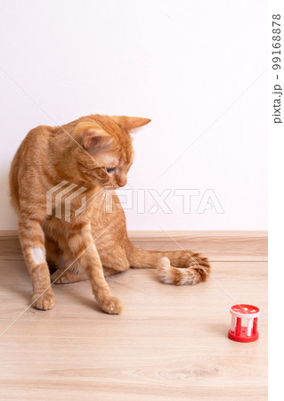 Red cat playing with a toy closeup 99168878