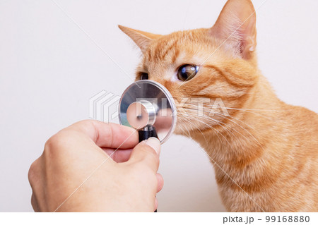 Red kitten playing with stethoscope close up Red kitten playing with stethoscope close up 99168880