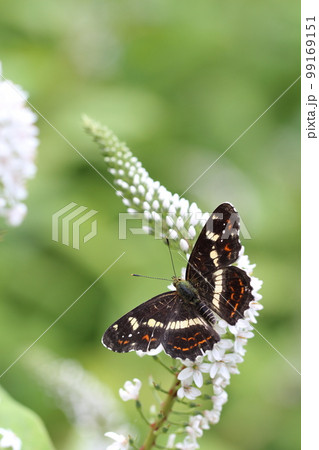 初夏の高尾山、白い花（オカトラノオ）の蜜を吸うサカハチチョウ【7月】 99169151