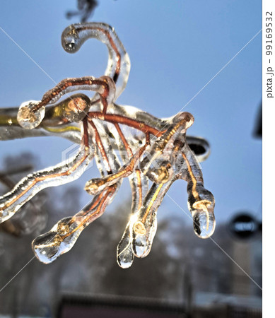 Tree branches covered with ice after freezing rain 99169532