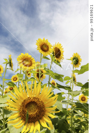 夏の花、向日葵と昆虫の風景-6の写真素材 [99169621] - PIXTA