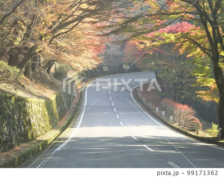 秋の奥比叡ドライブウェイ 99171362