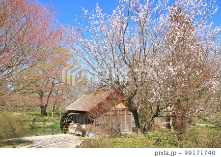 梅の花咲く大王わさび農場の水車小屋 99171740