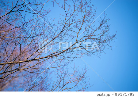青空に伸びる木々 桜新芽 青空に伸びる木々 桜新芽 99171795