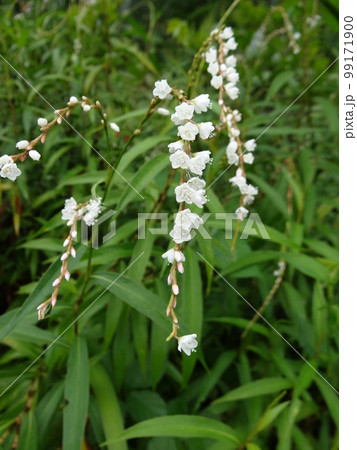 シロバナサクラタデの白い花 学名: Persicaria japonica シロバナサクラタデの白い花 学名: Persicaria japonica 99171900