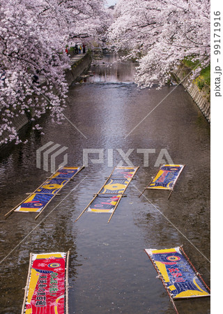 のんぼり洗いと桜　鯉のぼりと桜　伝統工芸　五条川名物　愛知観光スポット　鯉のぼりののり落とし 99171916