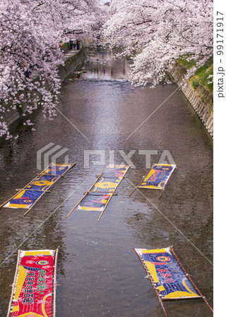 のんぼり洗いと桜　鯉のぼりと桜　伝統工芸　五条川名物　愛知観光スポット　鯉のぼりののり落とし 99171917
